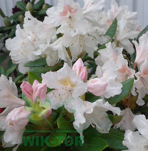 RÓŻANECZNIK rododendron BIAŁY różaneczniki C.White