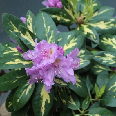 acm RHODODENDRON GOLDFLIMMER pstry SUPER 3l