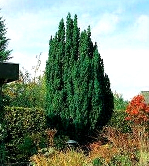 Cis pospolity Overeyndera C2 20-40cm
