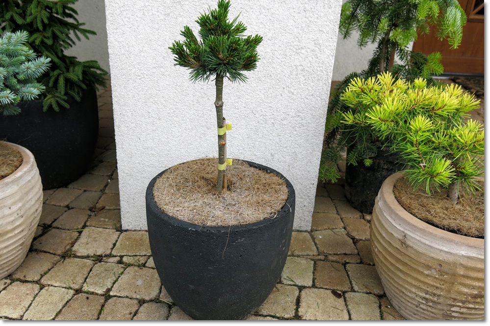 Pinus parviflora Gyokusen SDL- unikat !!!