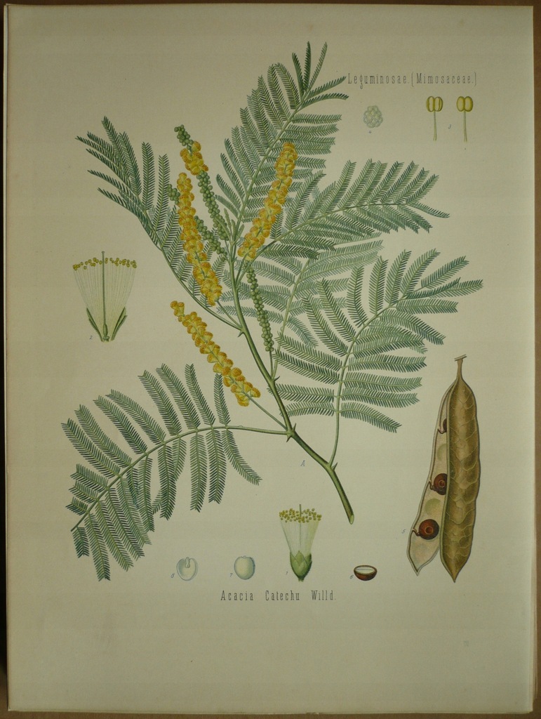 akacja katechu, oryg. 1882