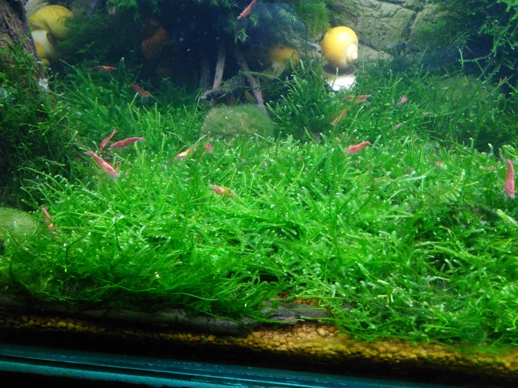 mech JAVA MOSS - mech jawajski - 10 gałązek