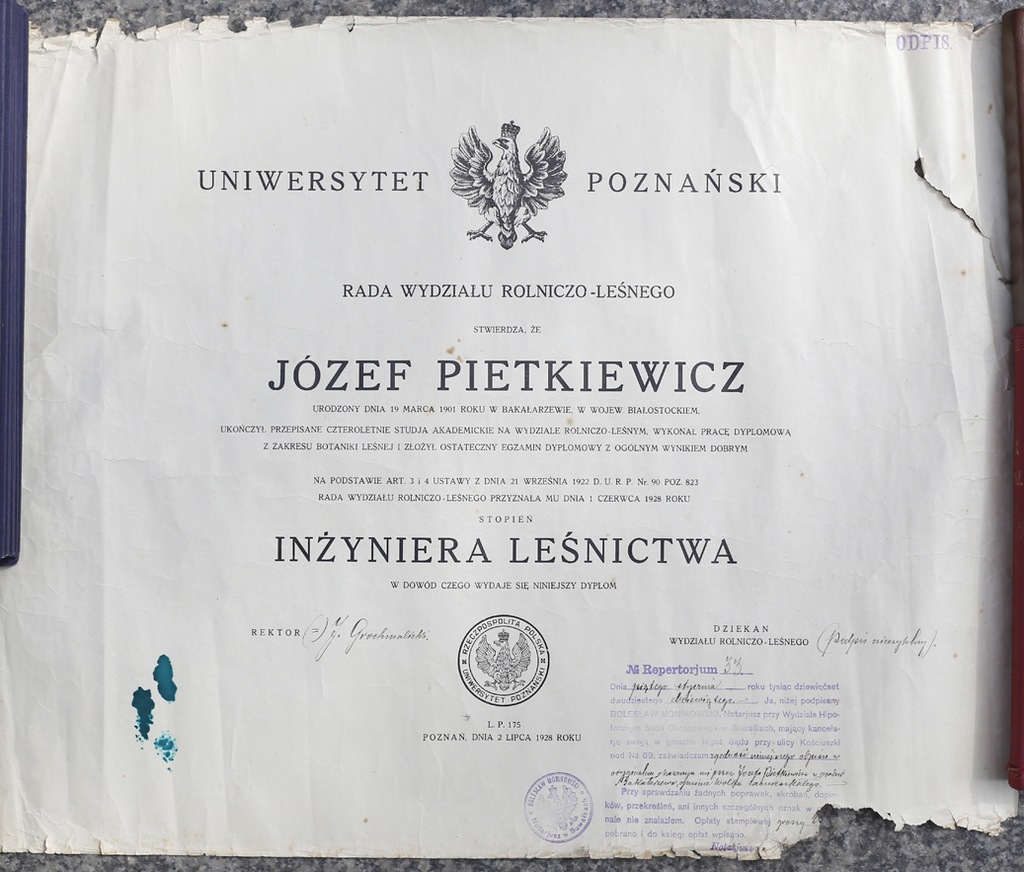 Dyplom Leśnika Inżynier Leśnictwa Poznań 1928