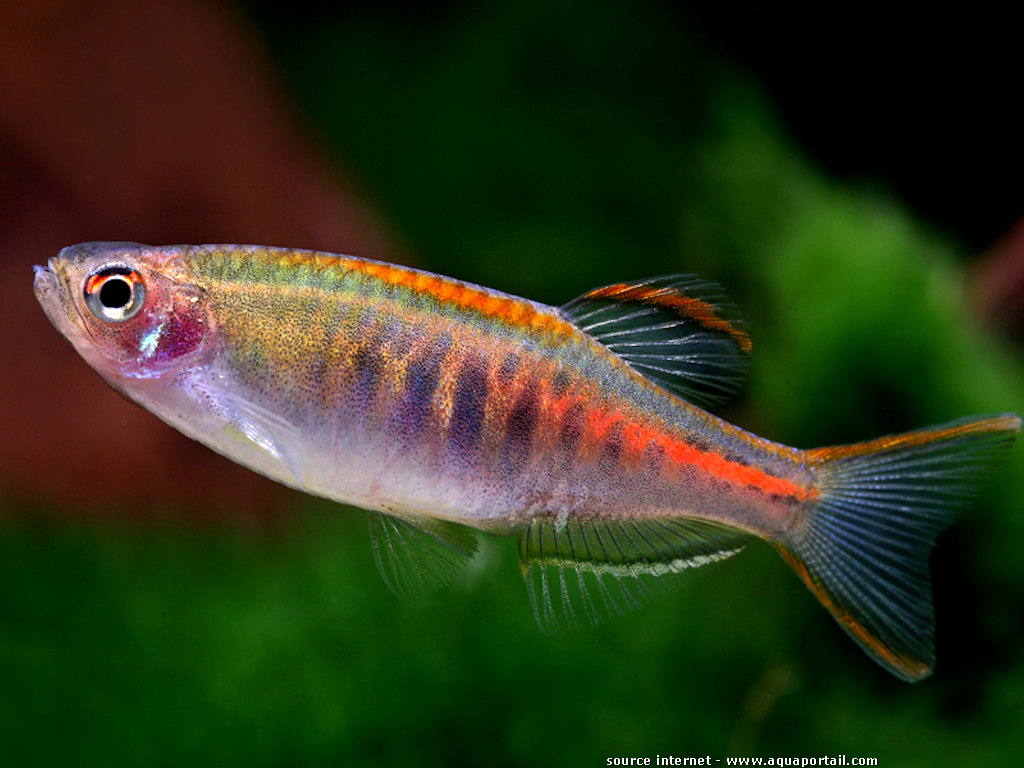 DANIO CHOPRAE - mała rybka do nano -  EKH WAWA