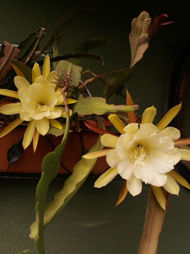 EPIPHYLLUM NN