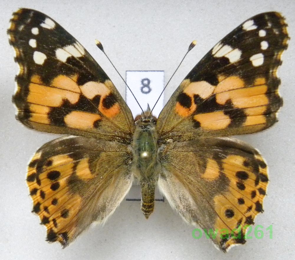 Vanessa cardui Rusałka osetnik8