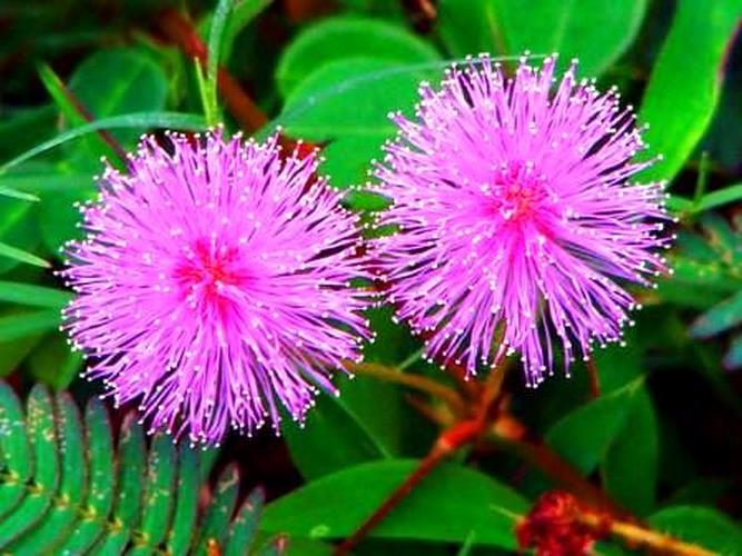 MIMOZA WSTYDLIWA SADZONKA 10-20 cm w P9