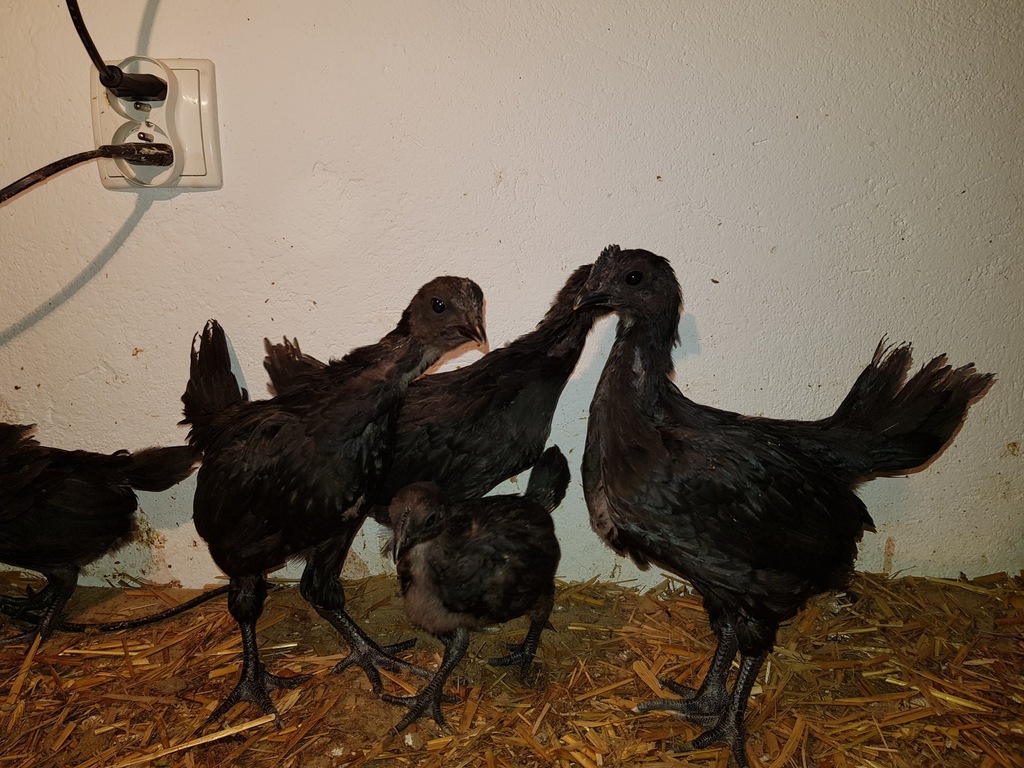 Kurczęta Ayam Cemani