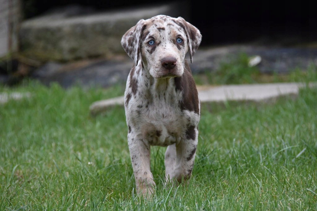 Catahoula cena store