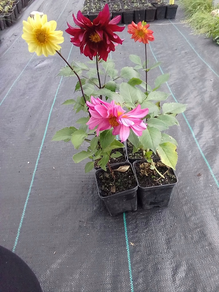 Dalia sadzonka 0,5l wysokie dalie 120cm