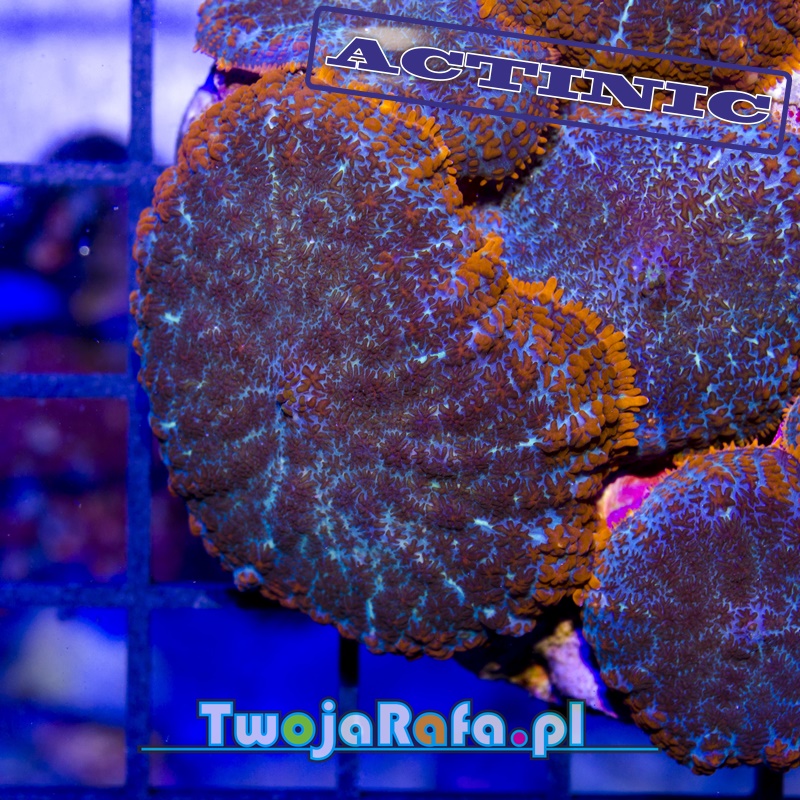 Rhodactis premium TwojaRafa.pl koralowce morskie