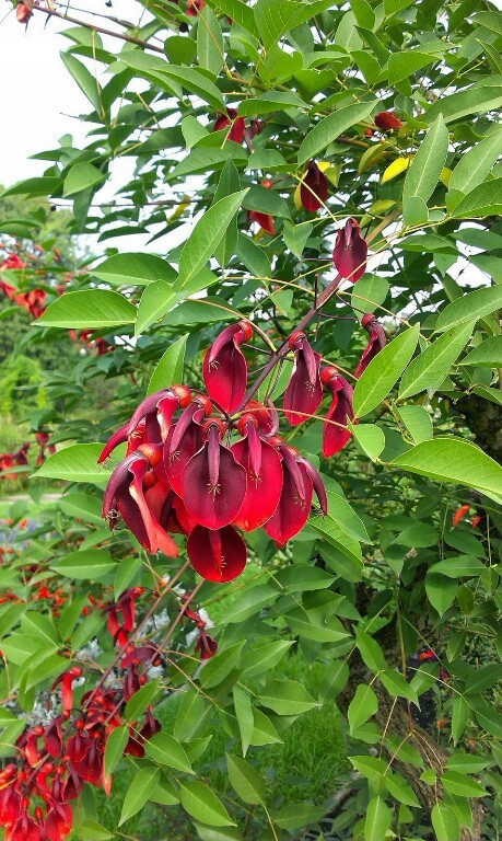 Erythrina crista-galli KORALODRZEW