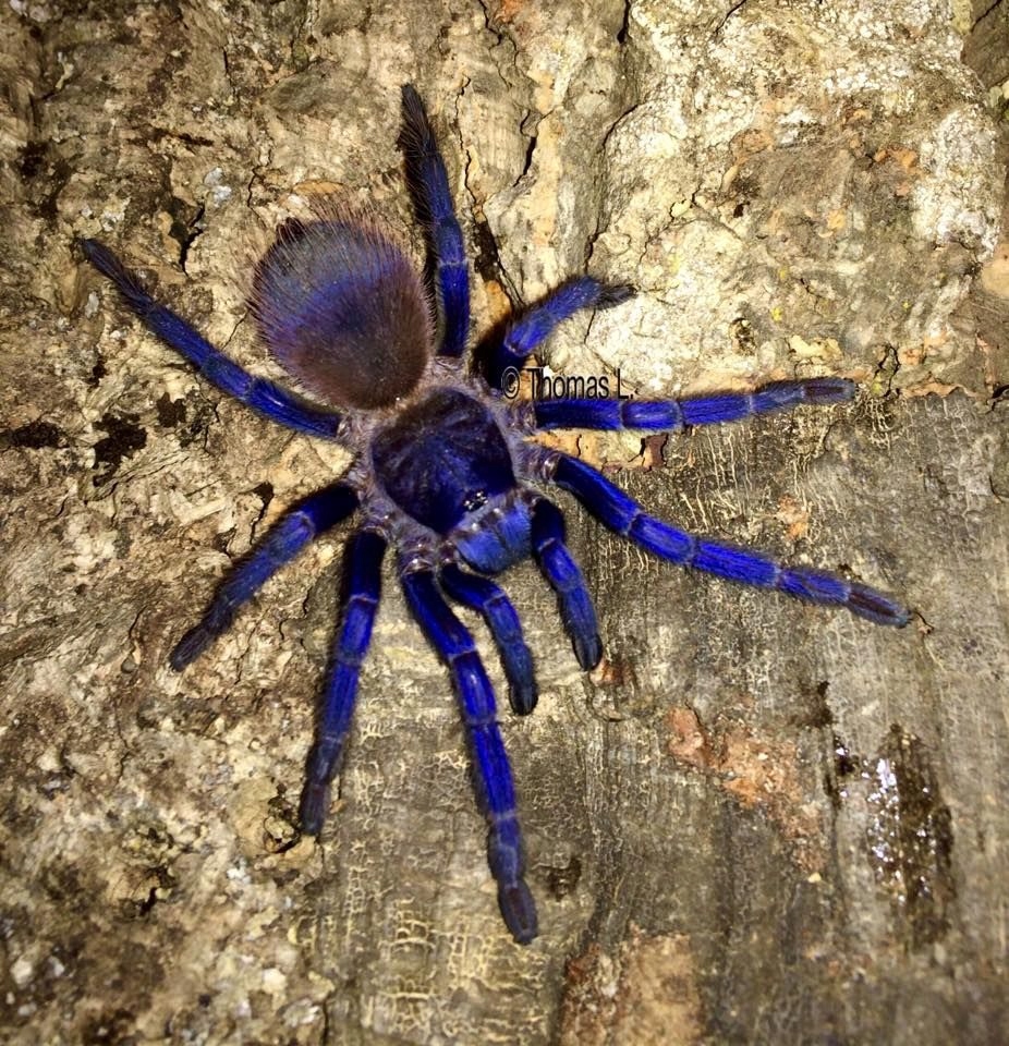 Pterinopelma sazimai L2/3 piękny błękitny ptasznik