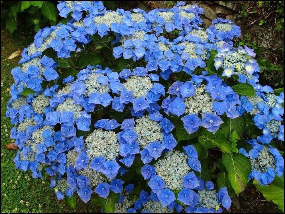 Hortensja Ogrodowa Teller Blue na obrzeża 1 ltr