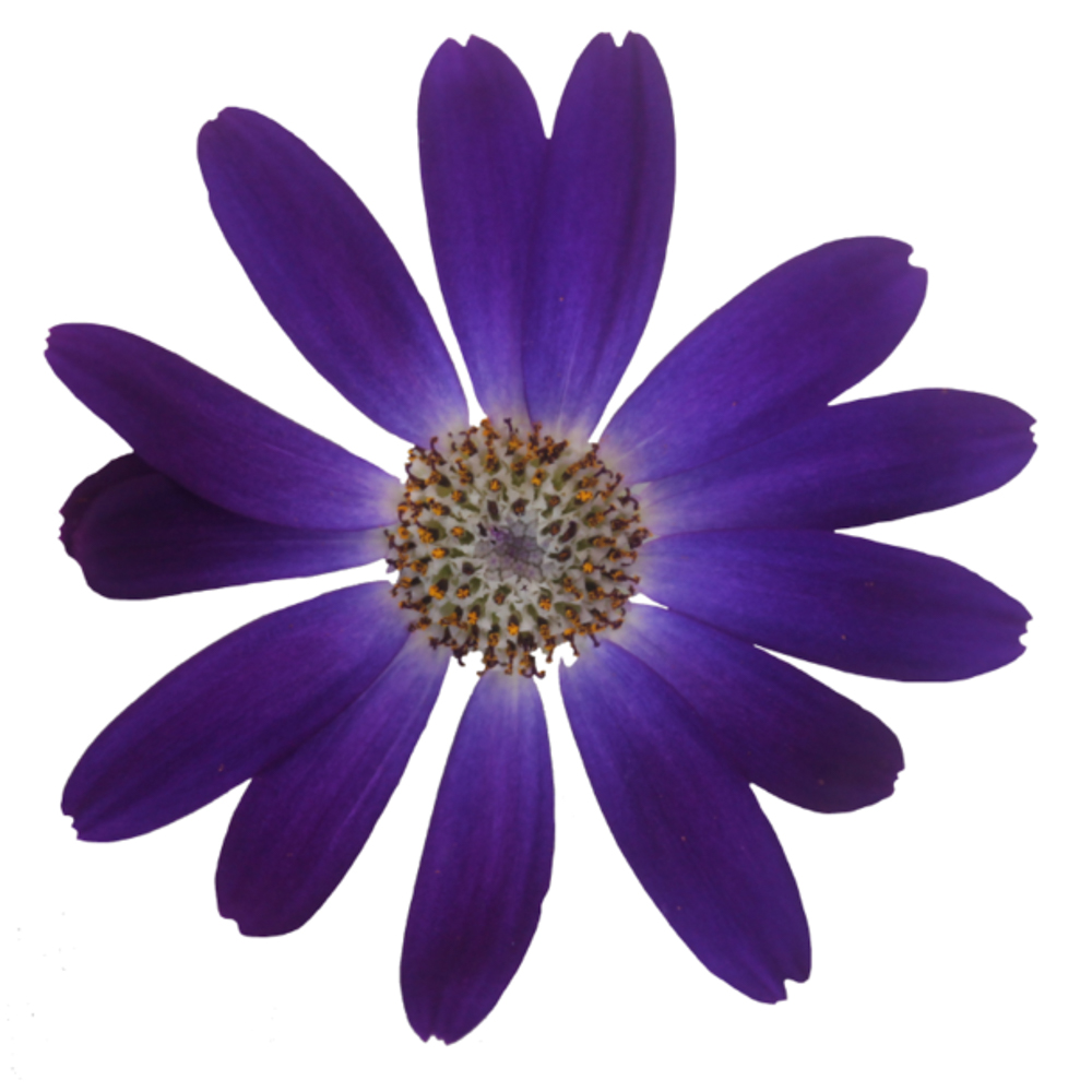 Senetti Cyneraria Pericallis Deep Blue DOMOWY