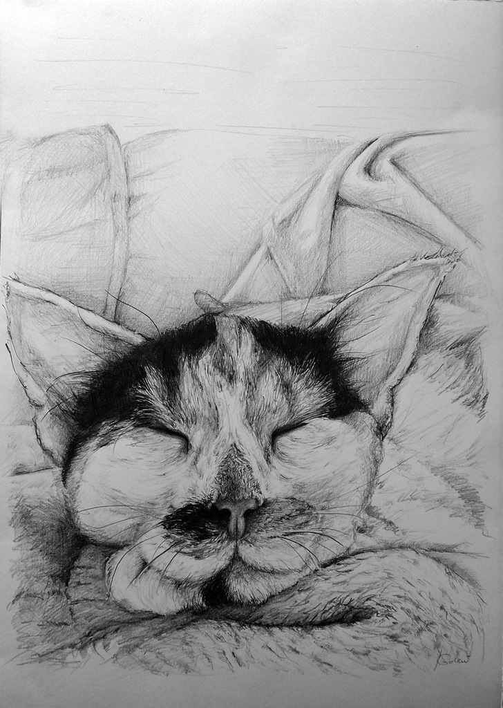 Portret Śpiącego Kociaka,rysunek OBRAZ na papierze