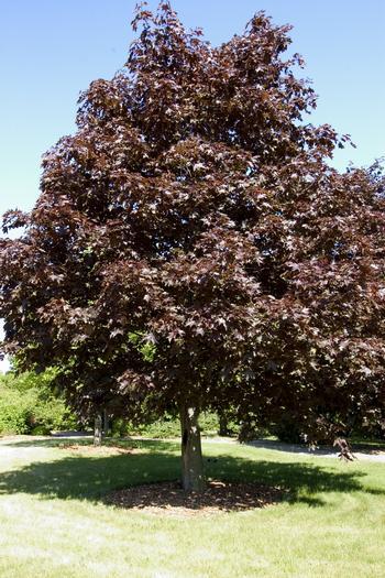 KLON POSPOLITY 'ROYAL RED' (ACER PLATANOIDES)