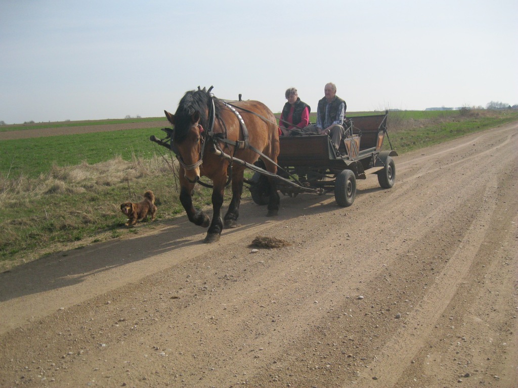Sprzedam klacz