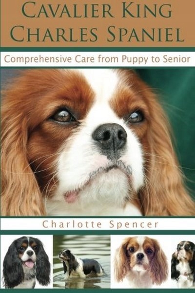 Cavalier King Charles Spaniel CHARLOTTE SPENCER