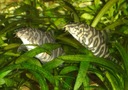 Ryba Bocja lohachata siatkowata Botia almorhae Wielkość maksymalna 5 cm
