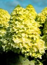 Hortenzia csokor Magical CANDLE INTENZÍV SÁRGA Latin megnevezés hydrangea paniculata