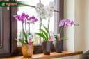 Gél Minerálne hnojivo na orchidey 0,5L Agrecol Kapacita 0.5 l