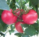 GIANT Raspberry Tomato 1г СЕМЕНА