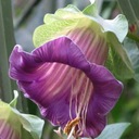 KOBEA POPÍNAVÁ FIALOVÁ (COBAEA SCANDENS) 6 SEMIEN Latinský názov rudbeckia fulgida