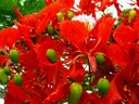 1000 semien OHŇOVÝ STROM - DELONIX REGIA - 3 SEMENÁ Stav balenia originálne