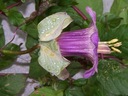 KOBEA POPÍNAVÁ FIALOVÁ (COBAEA SCANDENS) 6 SEMIEN Farba kvetu fialová