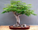 1000 semien NA BONSAI OHŇOVÝ STROM - DELONIX REGIA NA BONSAI 3 SEMENÁ Výrobca DobreNasiona.pl