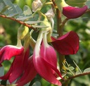 TURI VEĽKOKVETÉ SESBANIA GRANDIFLORA 5 SEMIEN Odroda Turi wielkokwiatowe (Sesbania grandiflora)