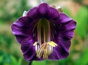 KOBEA POPÍNAVÁ FIALOVÁ (COBAEA SCANDENS) 6 SEMIEN Farba kvetu fialová