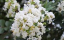 LAGERSTROEMIA INDICA KVITNE 120 DNÍ V ROKU MIX FARIEB - 20 SEMIEN Cyklus vývoja rastlín viacročné