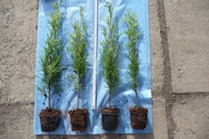 THUJA EMERALD V hrnci 60CM - 7 PLN/ks - 50 kusov