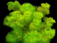 Cabomba zielona Aquatica Łatwa roślina akwa_fan