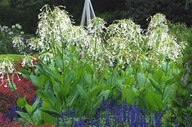 TABAK LESNÝ (NICOTIANA SYLVESTRIS) 0,1 GR SEMIEN