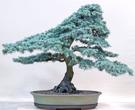 1000 semien NA BONSAI GINKGO BILOBA (GINKGO BILOBA) - 3 SEMENÁ