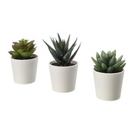 IKEA FEJKA sztuczne sukulenty w doniczkach x3 - wys 0zł