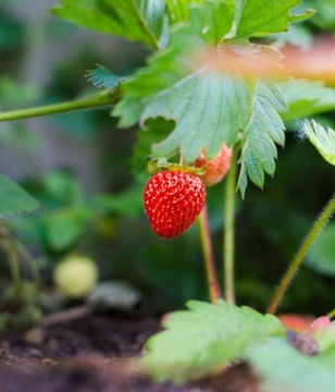 Nawóz do Truskawek Borówek wieloskładnikowy Agrecol granulat 0,35 kg