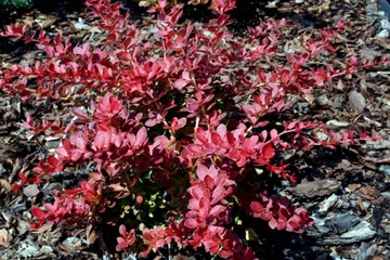 Berberys Thunberga RED CARPET 50cm W DONICZCE