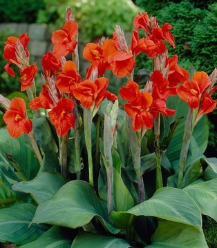 CANNA INDICA RED GREY МАГАЗИН_ТЮЛЬПАН.