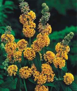 Buddleia weyer похожа на цветочные шаровидные язычки.