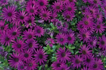 OSTEOSPERMUM FIOLETOWA BAJKA STOKROTKA .