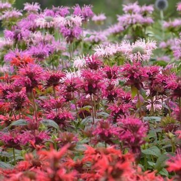 MONARDA FRENTED ПЕРСОНАЛЬНЫЙ РАСТИТЕЛЬНЫЙ МИКС