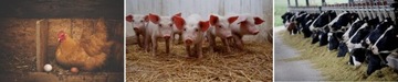 Пробиотик для птицеводства для крупного рогатого скота 5 л.