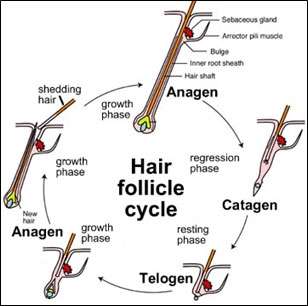 Foligain содержит 10% высокоэффективных блокаторов ДГТ.