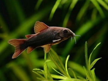 Рыба Черная кираса Corydoras black