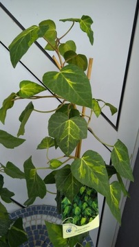 Hedera colchica 'Sulfur Heart' Плющ колхидский