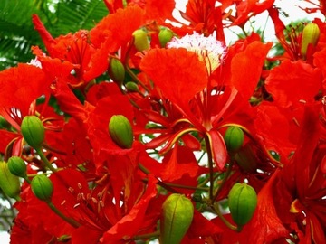 AFRICA FLAME - DELONIX REGIA - 3 СЕМЯНА